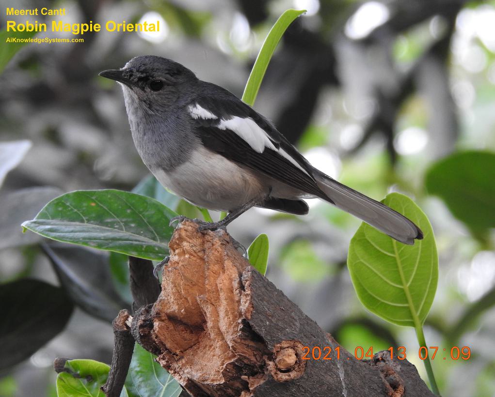 Magpie Robin (41) Coming Soon